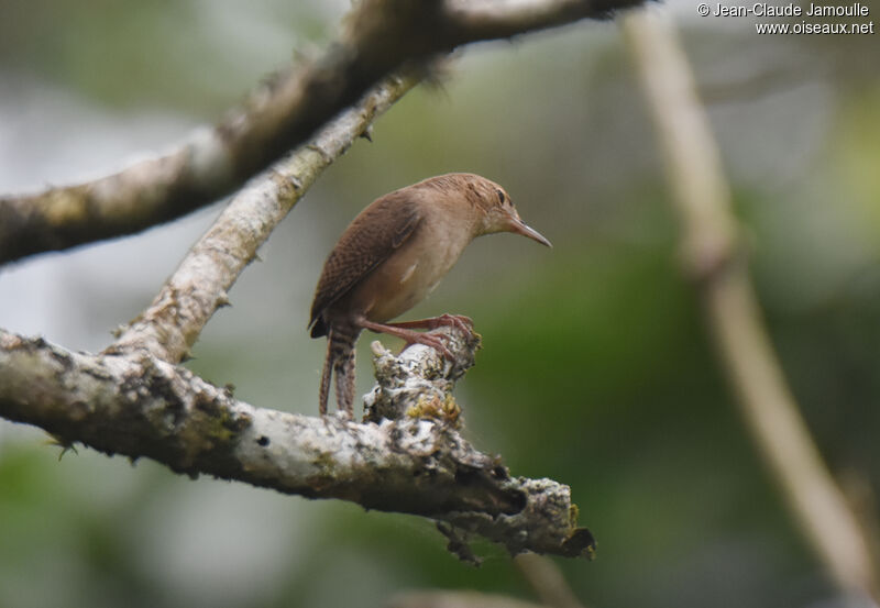 Southern House Wren