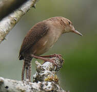 Southern House Wren