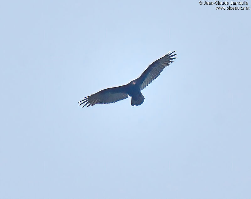 Turkey Vulture