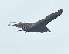 Turkey Vulture