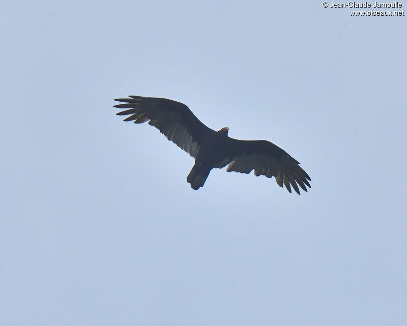 Turkey Vulture