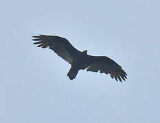 Turkey Vulture