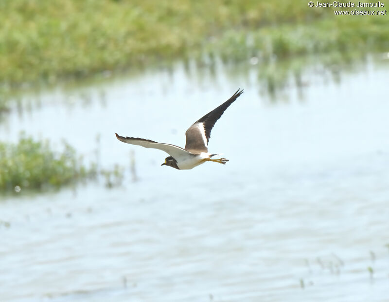 Yellow-wattled Lapwingadult, Flight