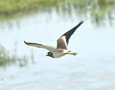 Yellow-wattled Lapwing