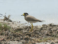 Yellow-wattled Lapwing