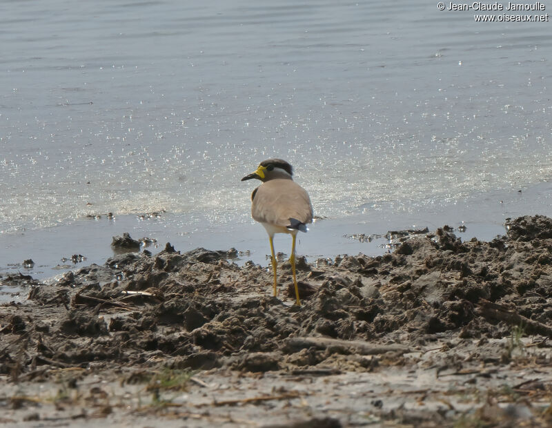 Yellow-wattled Lapwingadult