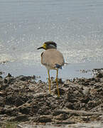 Yellow-wattled Lapwing