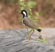 Red-wattled Lapwing