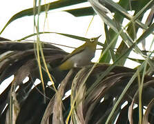 Swinhoe's White-eye