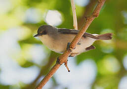 Mauritius Grey White-eye