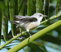 Mauritius Grey White-eye