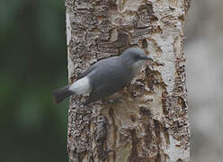 Mauritius Grey White-eye