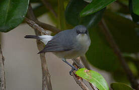 Mauritius Grey White-eye