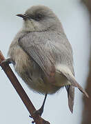 Mauritius Grey White-eye