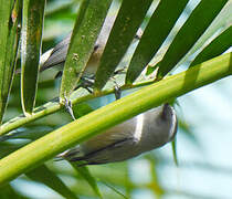 Mauritius Grey White-eye