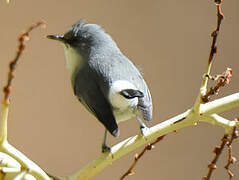 Mauritius Grey White-eye