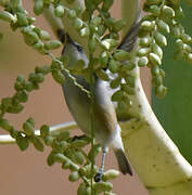 Mauritius Grey White-eye