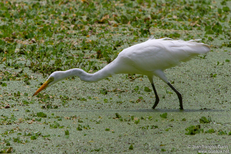 Yellow-billed Egret, fishing/hunting
