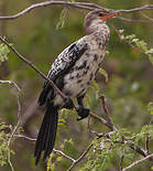 Cormoran africain