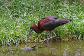 Ibis falcinelle