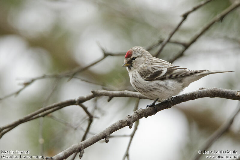 Redpoll female adult breeding, identification