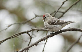 Redpoll