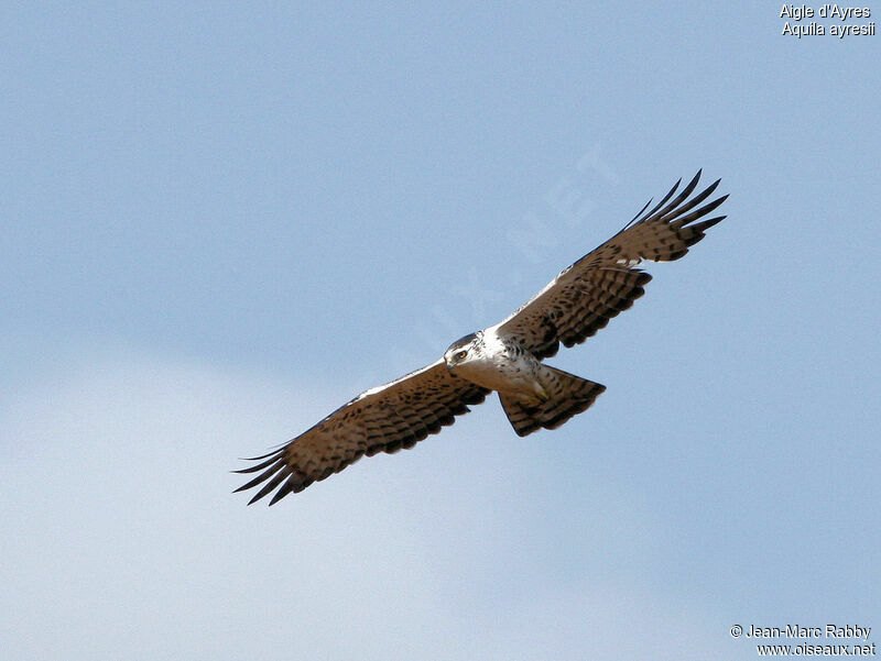 Ayres's Hawk-Eagle - Hieraaetus ayresii - jmra57384