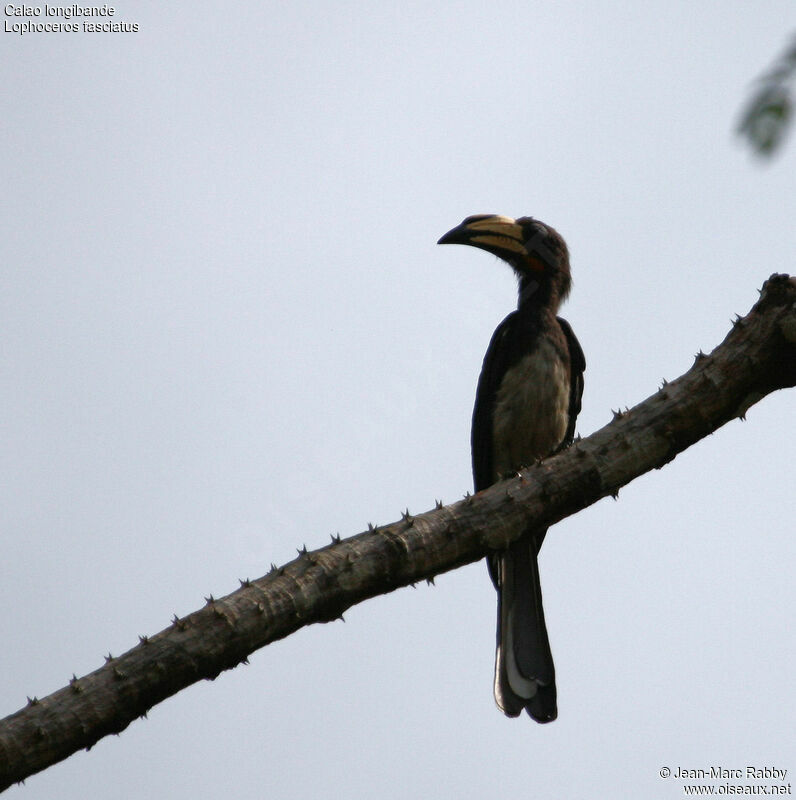 African Pied Hornbill - Lophoceros fasciatus - jmra61460