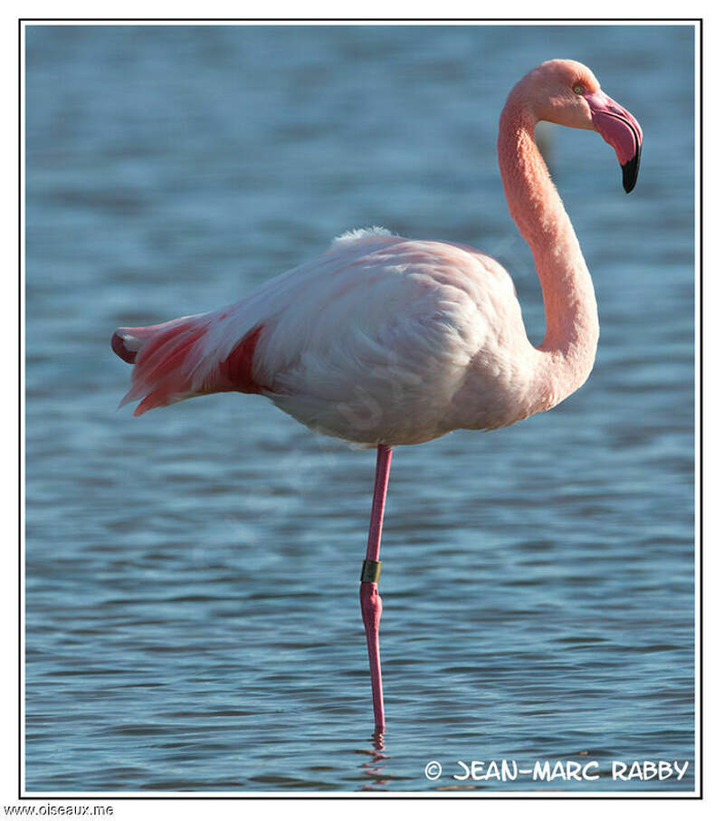 Flamant Rose Jmra