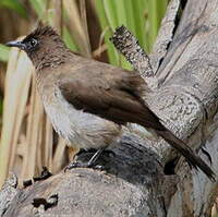 Bulbul des jardins