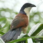 Coucal à nuque bleue