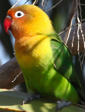 Fischer's Lovebird : Pictures.