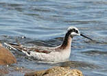 Phalarope de Wilson