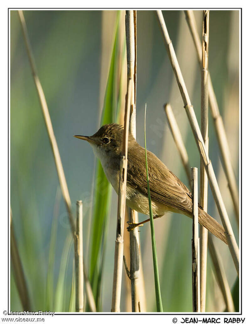 Eurasian Reed Warbler - Acrocephalus scirpaceus male - jmra137756