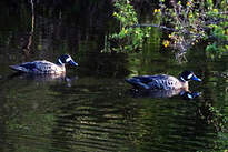 Canard à lunettes