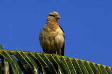 Caracara à tête jaune