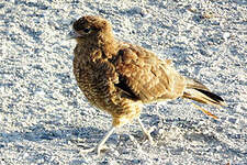 Caracara chimango