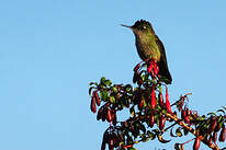 Colibri du Chili