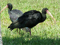 Ibis à face nue