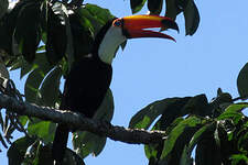 Toucan toco