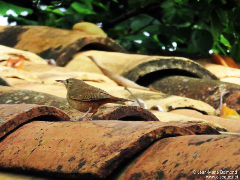 Troglodyte austral