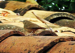 Southern House Wren