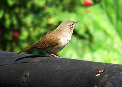 Southern House Wren