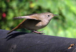 Southern House Wren