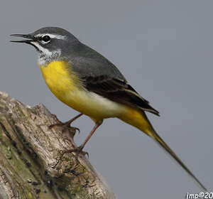 Bergeronnette des ruisseaux - Motacilla cinerea