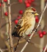 Redpoll