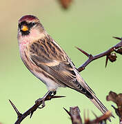 Redpoll