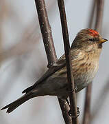 Redpoll