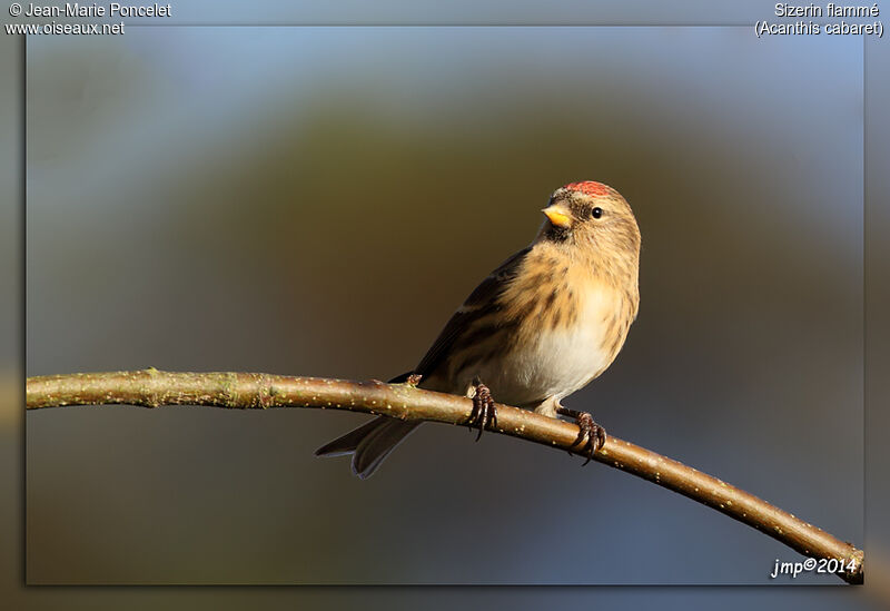 Redpoll