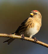 Redpoll